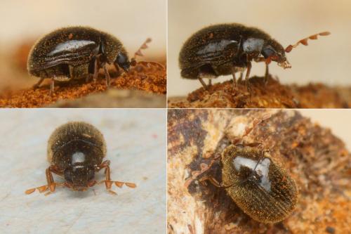 Dorcatoma sp.